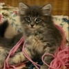 Аватар: Кошечк@ =)