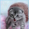 Аватар: Екатерина Кононова