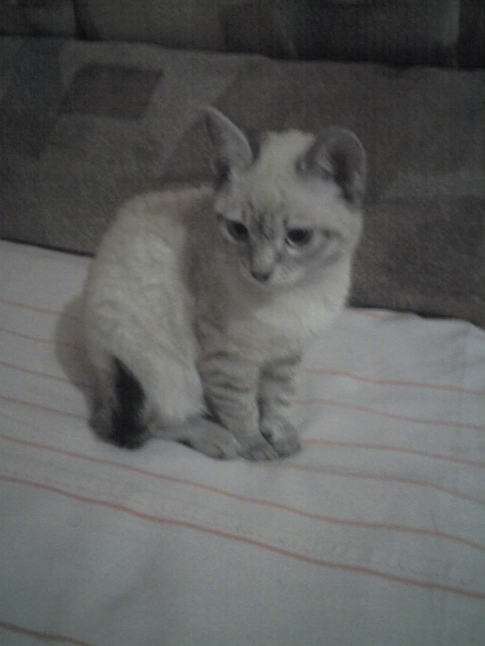 Яна Джабраилова | Новокузнецк