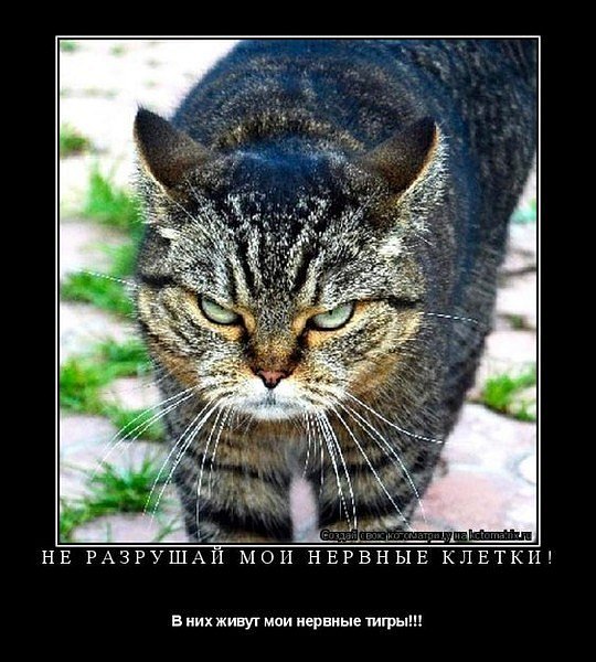 №63, Яна Щечкина, 39 лет, Киев №63, Яна Щечкина, 39 лет, Киев