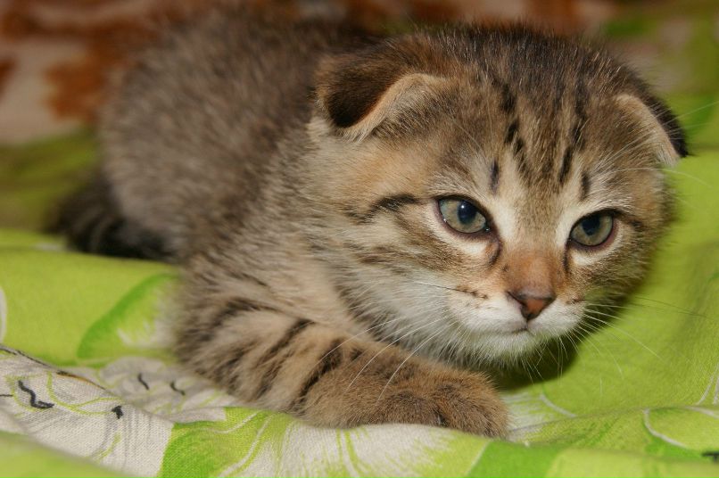 Анечка Брянченко | Нягань