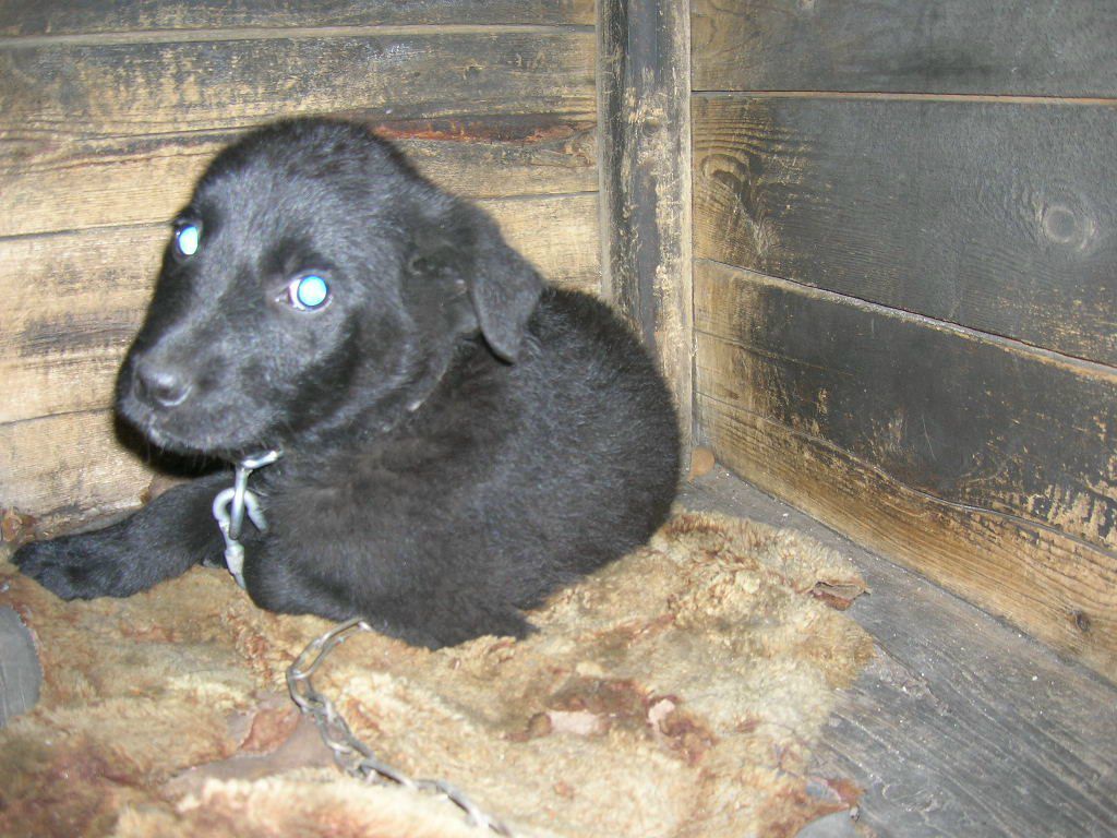 Алексей Адамчук | 