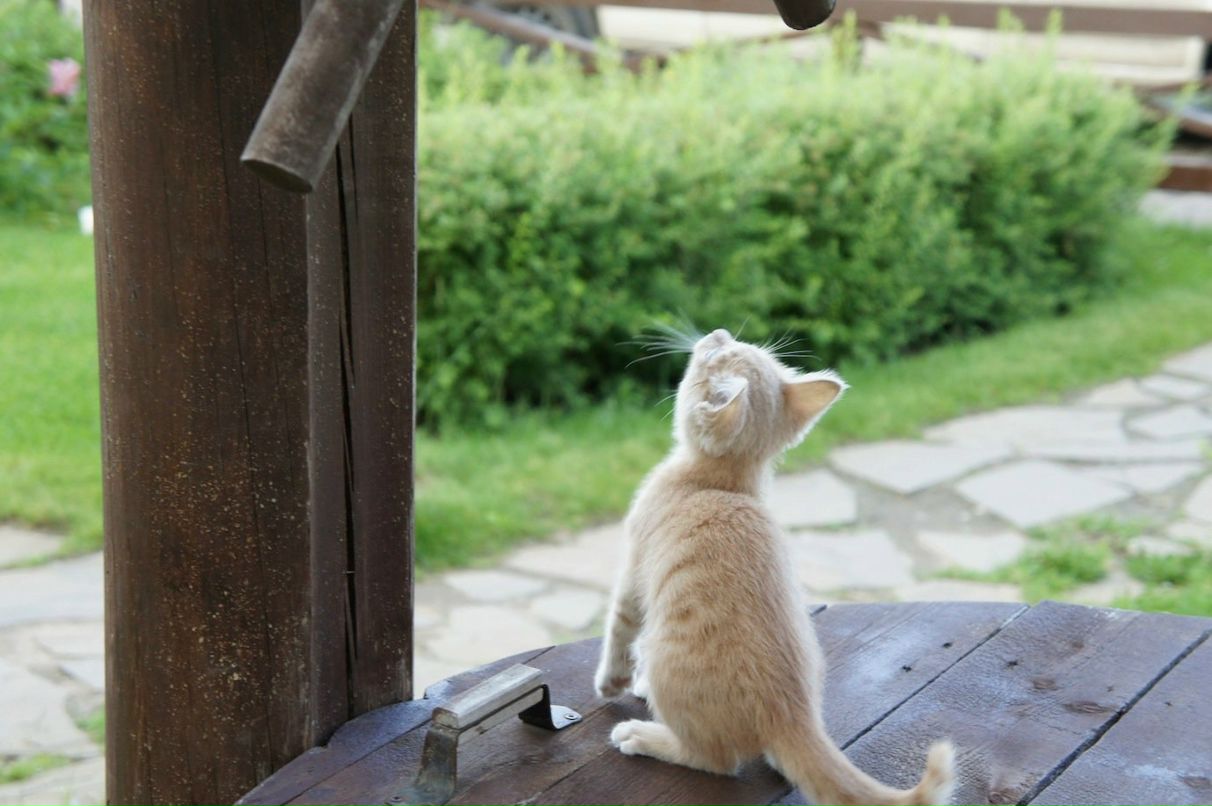 Алексей Ходорковский  | Atlanta