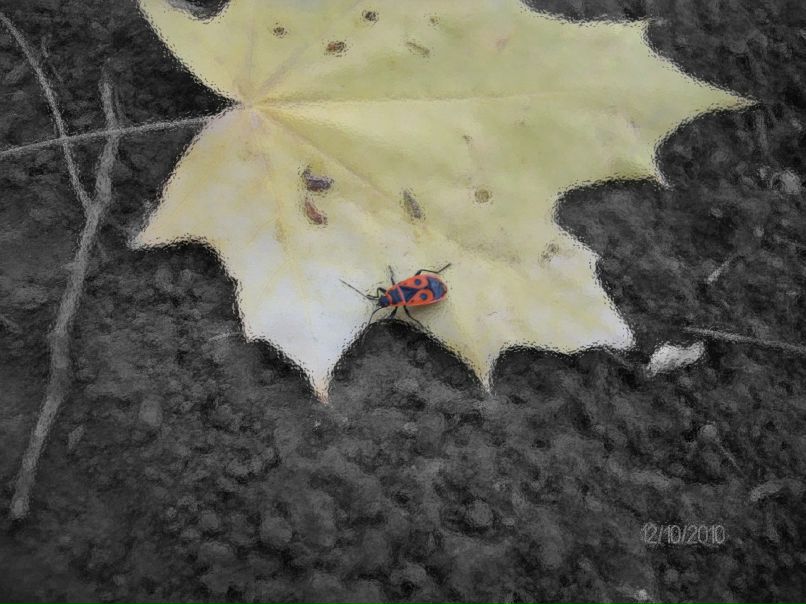 Лариса Дончу | Уфа