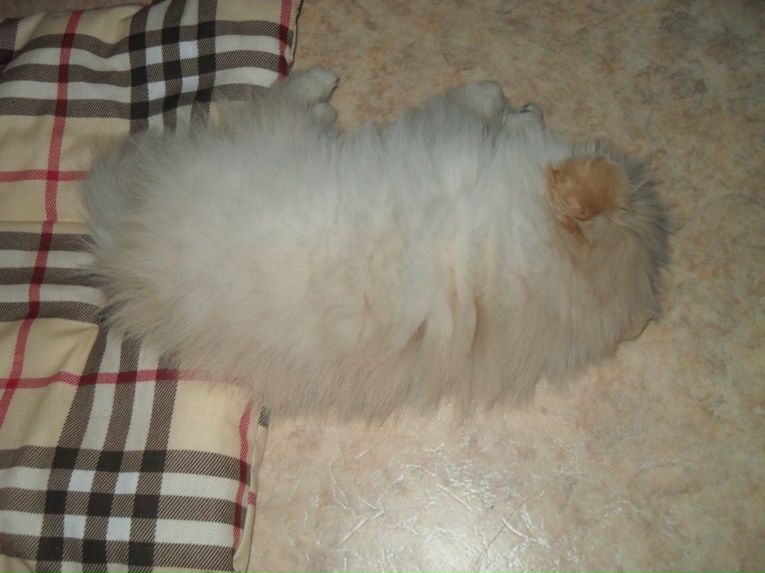 Макс Данилофф 8 Безумный койот 8 | Зеленоград