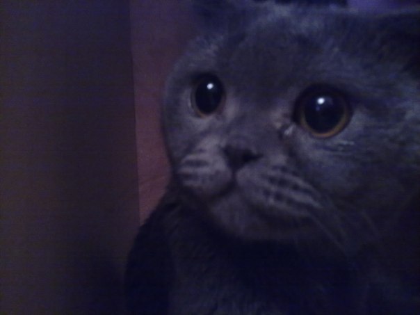 Светлана Сычёва | 