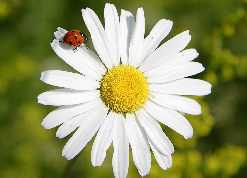 Алина Гангуряну | Севастополь