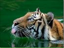 №33 Тигрица Шакира 10.03.1993: профиль, фото, статус - ВКонтакте