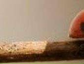 Алла Архипова | Калининград