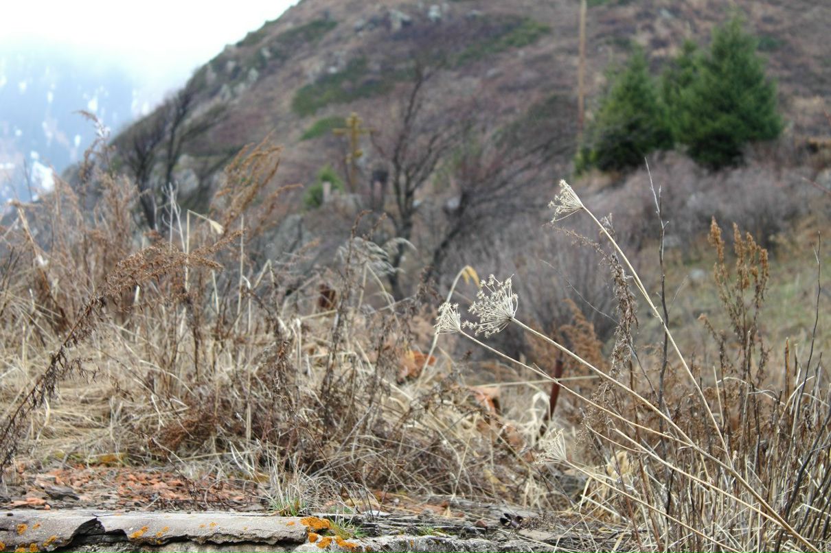 Николай Шмидт Михалыч | Алматы