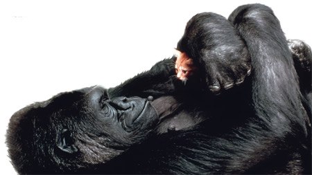 Алиса Бондарь | Киев