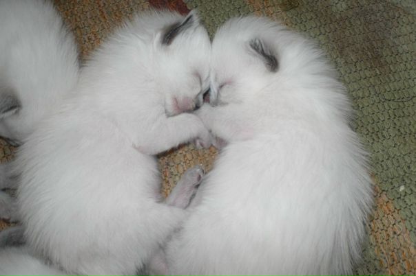 №35, Ирина Суворова, 26.8.1998, Череповец №35, Ирина Суворова, 26.8.1998, Череповец