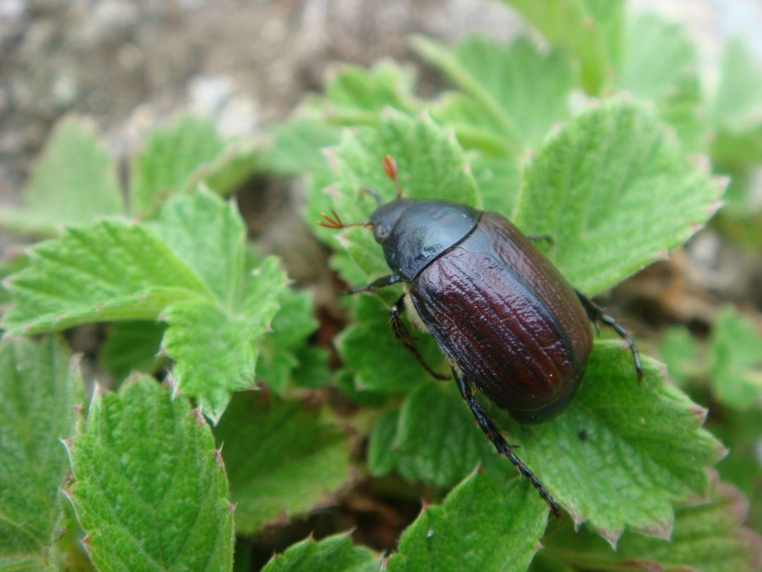 Саня Островский | Хабаровск