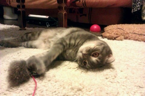 Алла Мосьпан | Белгород-Днестровский