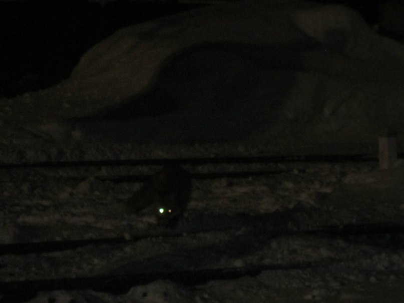 Игорь Лосев | Апатиты