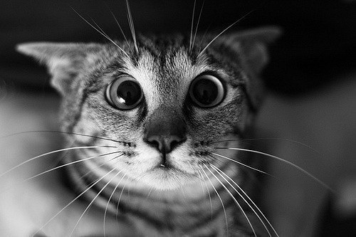 Мерген Бурлыков | Элиста