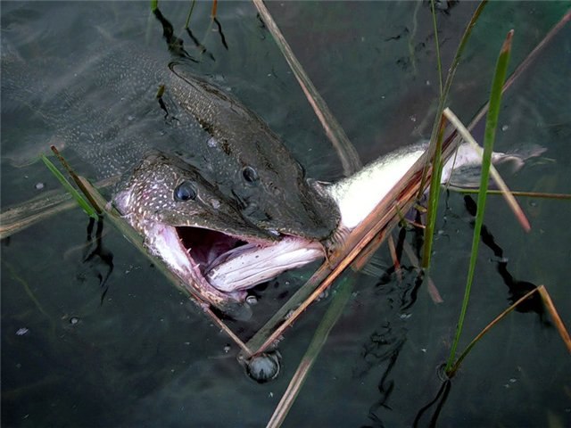 Андрей Афанасьев | 