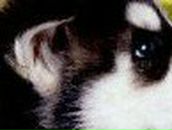 Вероника Алексеева | 