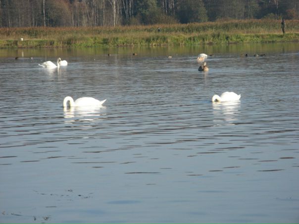 №49, Инга Калинина, Санкт-Петербург, Россия №49, Инга Калинина, Санкт-Петербург, Россия
