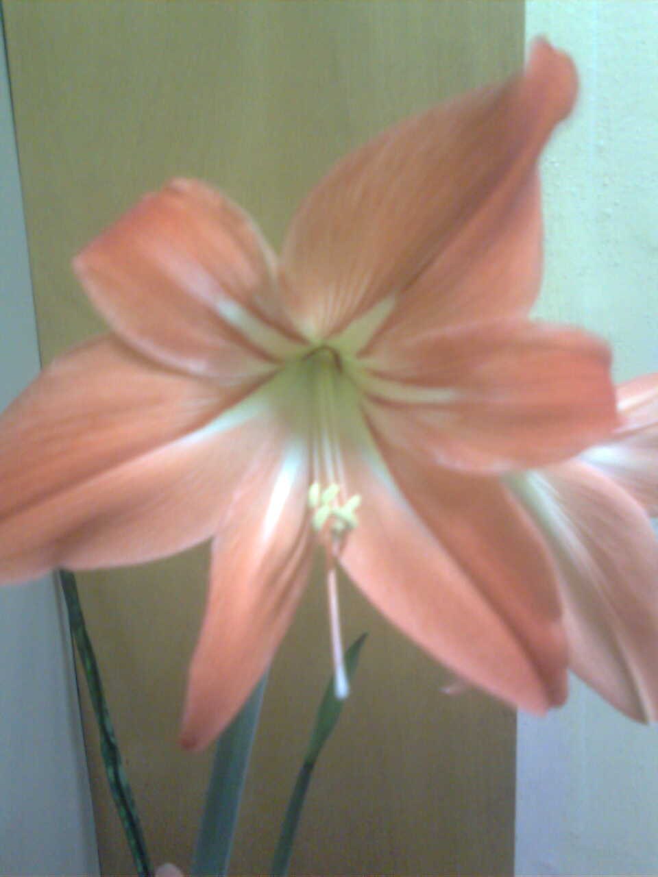 Ольга Васильева | Калининград