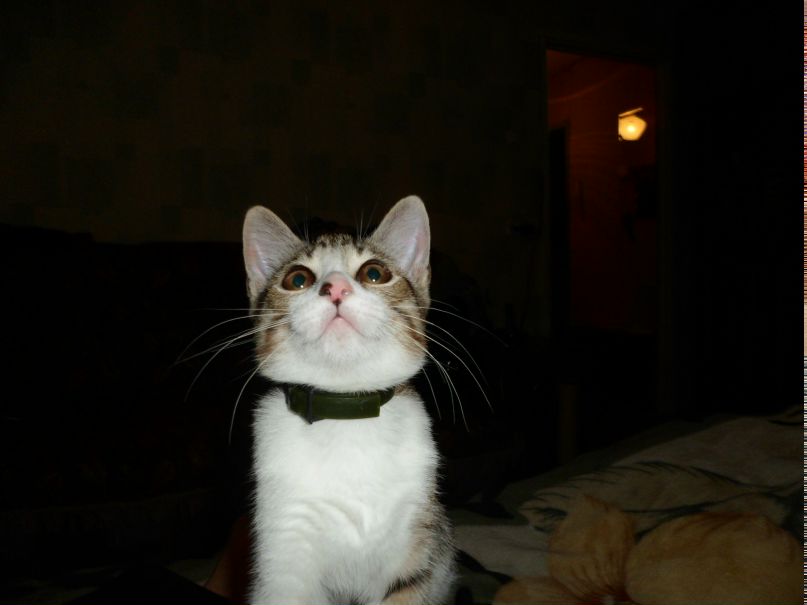 Ирина Апсит | Санкт-Петербург