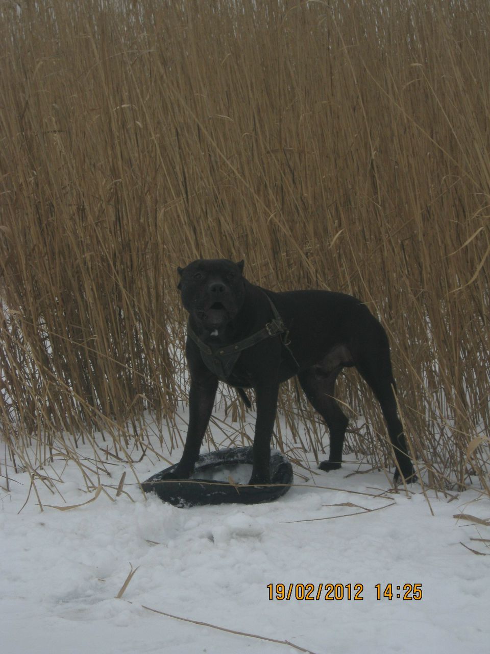 Адам Брагинский | Белгород-Днестровский
