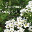 Владимир Андриевский | Соколов