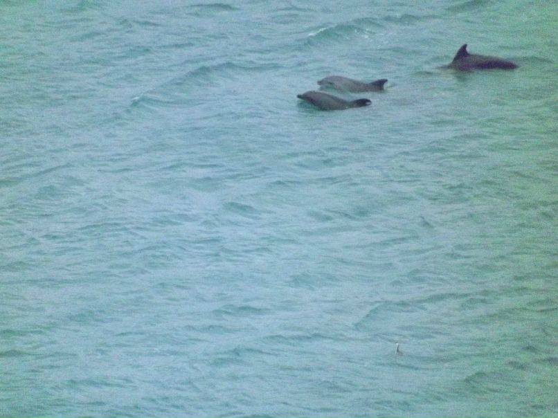 Александр Калыч | Днепр (Днепропетровск)