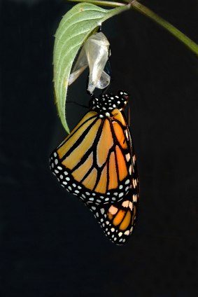 Елена Шишкина | Hilo