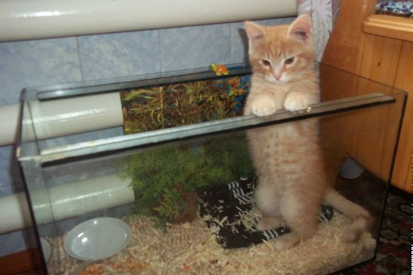 Олег Шевченко Юрійович | Калуш