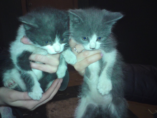 №23, Julia Khaver, 36 лет, Phuket №23, Julia Khaver, 36 лет, Phuket