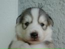 Фотография Максимус Костюшко