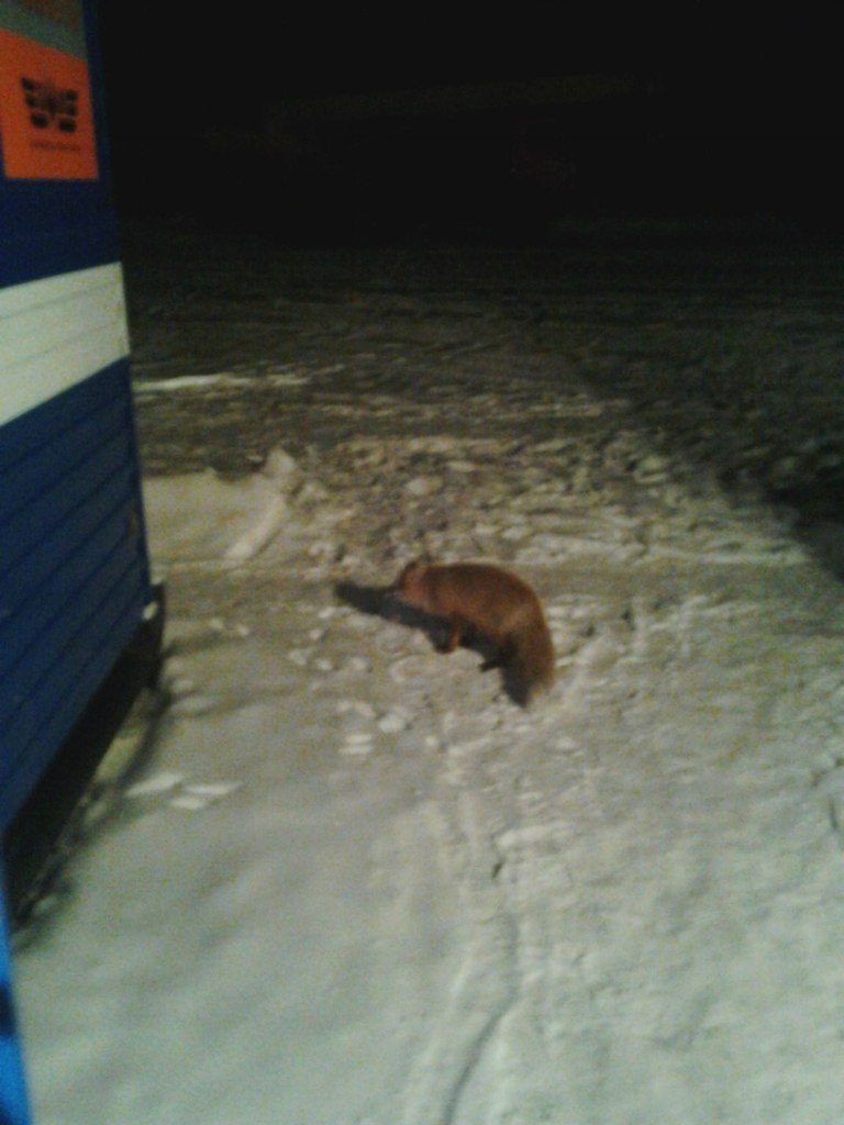 Ранис Ризванов | Нижнекамск