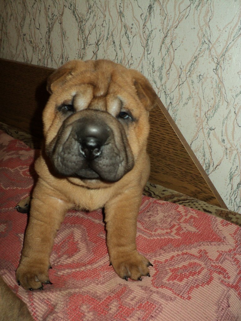 Наталья Пикалёва | Санкт-Петербург