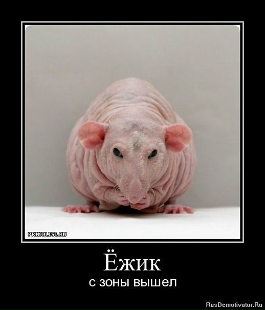 №102, Юрий Амирханян, 39 лет, Санкт-Петербург №102, Юрий Амирханян, 39 лет, Санкт-Петербург