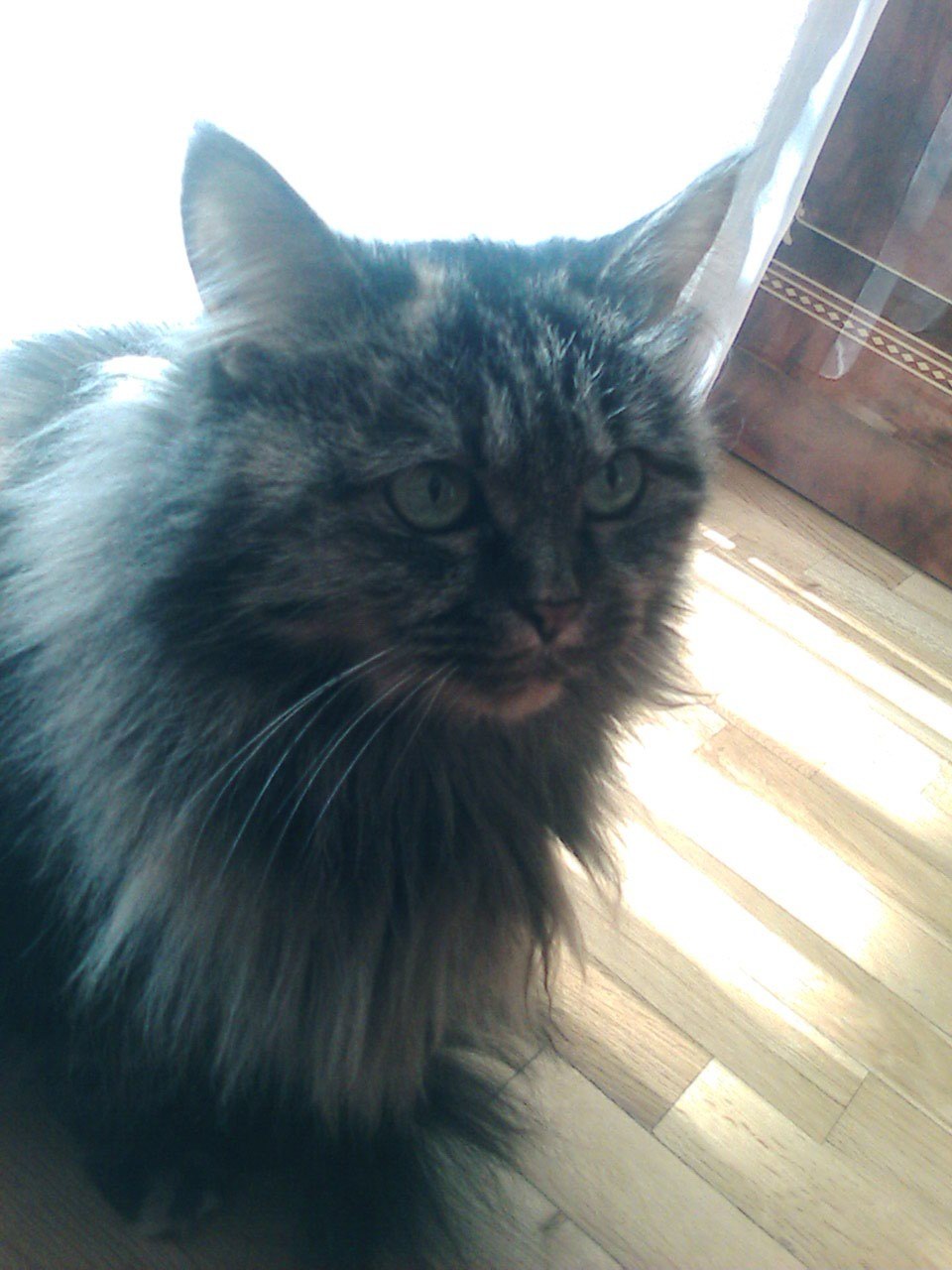 Виолетта Сабирова | 