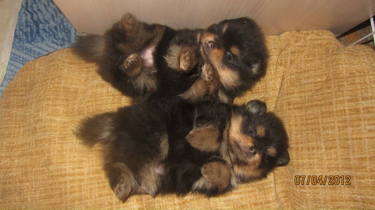 Андрей Максютенко | Санкт-Петербург