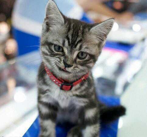 Екатерина Комракова, Россия, Ярославль