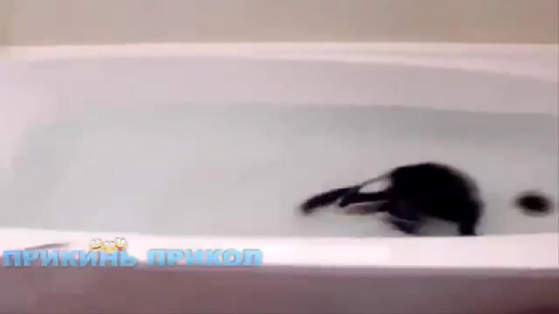 Няшная подборка, 4 (сабачки, киски, приколы)