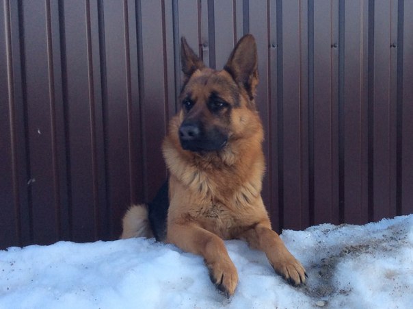 Семён Паспорту, Беларусь, Гомель