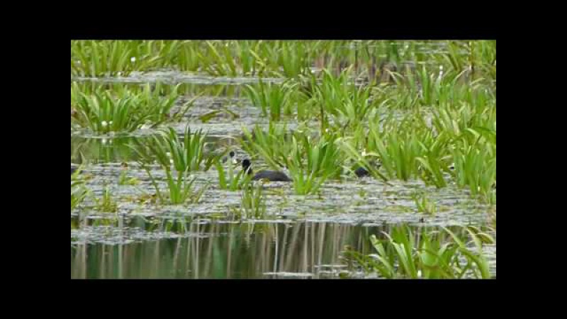 Лысуха (Fulica atra)