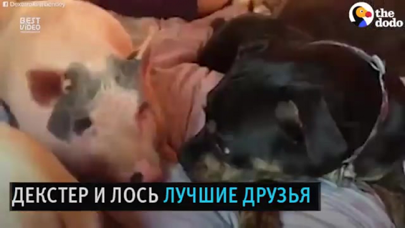 Хрюшка и любящая семья