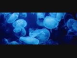 Премьера. Jamala  - The Great Pretender