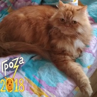 Алексей Николаев