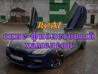 хамелеон сине фиолетовый   2