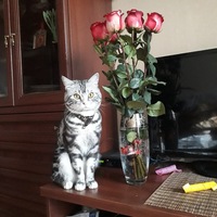 Елена Горшкова