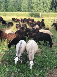 Золотой Телёнок - ферма в деревне Поджигородово