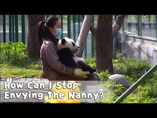 How Can I Stop Envying The Nanny? | iPanda