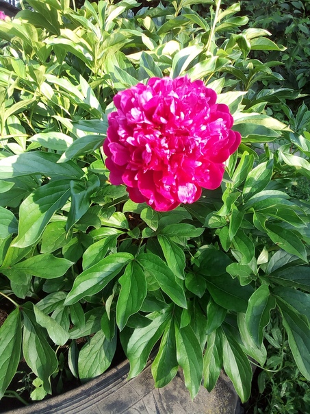 Вироника Карпухина, Украина, Александрия