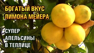 БОГАТЫЙ ВКУС ЛИМОНА МЕЙЕРА, СУПЕР АПЕЛЬСИНЫ В ТЕПЛИЦЕ (02-12-2019)